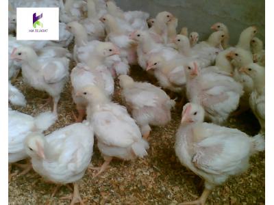 پرورش مرغ گوشتی-فروش ویژه خوراک مرغ
