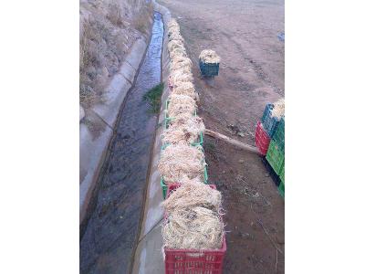 اراک-برداشت و فروش عمده سنبل الطیب