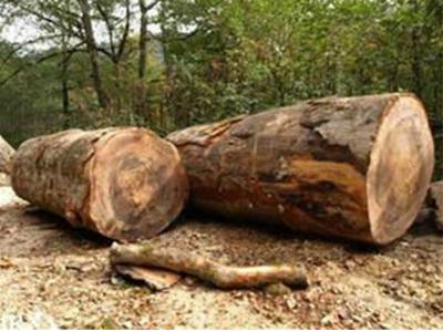 باشد-واردات چوب جنگلی‌ راش گرجستان - چوب راش گرجستان  