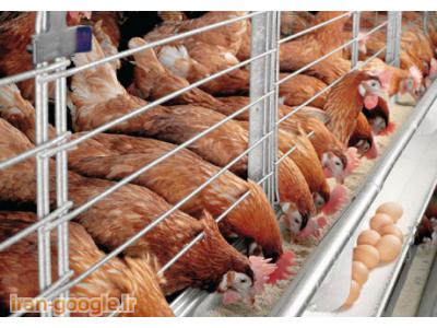 فروش جوجه-مرکز پرورش و فروش مرغ و خروس بومی در شهریار 