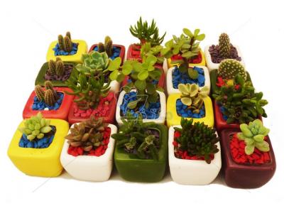 گیاه آپارتمانی-بازار گل و گیاه کرج