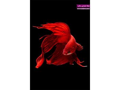 ماهی شب عید-پخش ماهی قرمز 