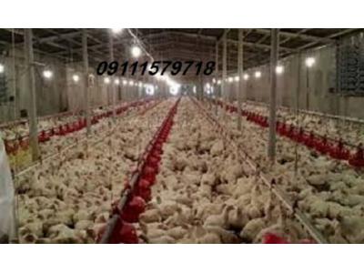 نظام-فروش مرغداری تخمگذار ، مادری ، گوشتی در ساری 