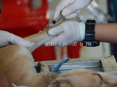 آموزش و تربیت حیوانات خانگی-کلینیک دامپزشکی شمال تهران