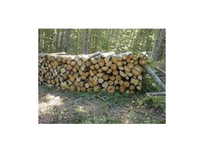 قارچ-واردات چوب جنگلی‌ راش گرجستان - چوب راش گرجستان  