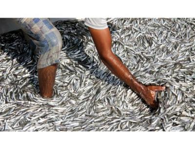 1372-توليد كننده پودر ماهی و روغن ماهی