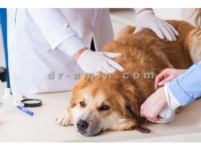 آموزش و تربیت حیوانات خانگی-کلینیک دامپزشکی نیاوران
