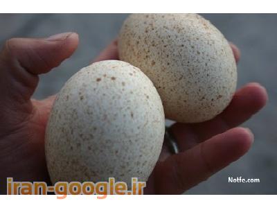 خاک اره-فروش تخم نطفه دار بوقلمون با درصد هچ 85 درصد