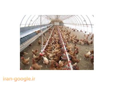 فروش تخم مرغ-مرکز پرورش و فروش مرغ و خروس بومی در شهریار 