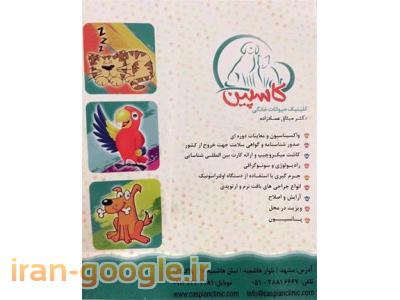 گل‌های خانگی-کلینیک دامپزشکی در مشهد  ، مرکز جراحی و کلینیک دامپزشکی کاسپین 