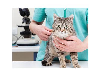 گربه-کلینیک دامپزشکی در رسالت و  بیمارستان دامپزشکی در رسالت 