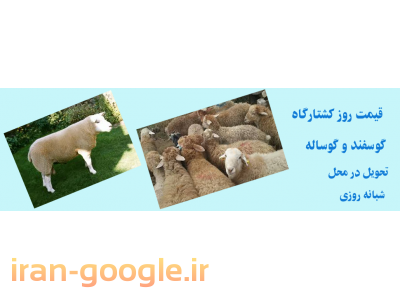408-فروش گوسفند زنده در مشهد 
