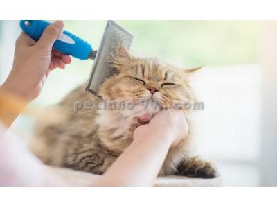 حیوانات-آموزش آرایش سگ و گربه