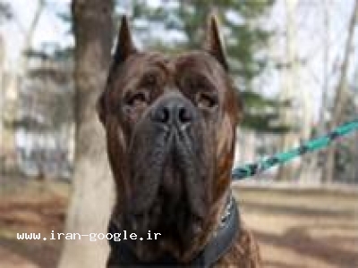 خرید و فروش ویلا-سگ گارد راتوایلر ژرمن کن کورسو09123251047