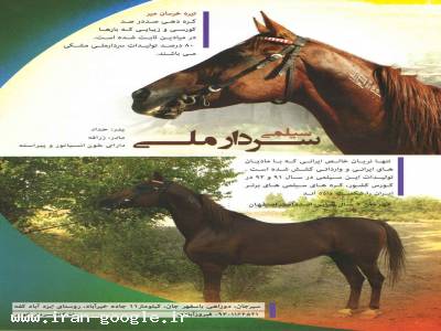تولید ایرانی-تولید ، پرورش اسب سیلمی
