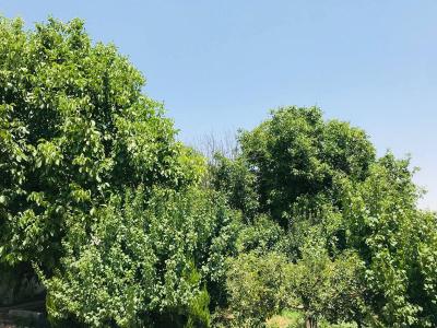 باغ و باغچه-باغچه ی 600 متری در ملارد