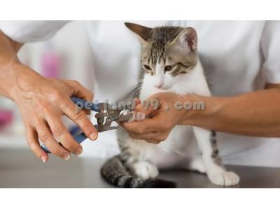 عقیم‌سازی-آموزش آرایش سگ و گربه