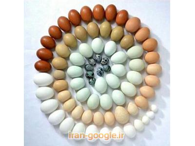 بلدرچین-فروش تخم اردک و بلدرچین