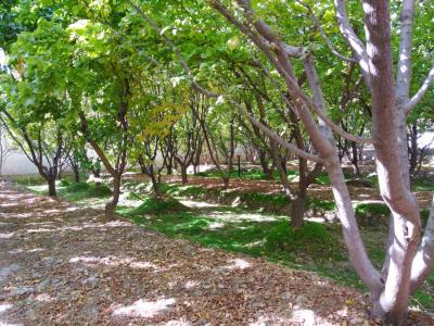 باغ ویلا مناسب سکونت-1500 متر باغ ویلای مشجر در  شهریار