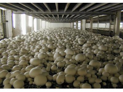 گلستان-دوره آموزشی تخصصی پرورش قارچ خوراکی