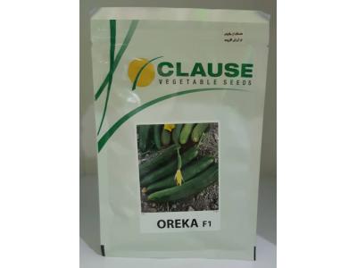 برداشت-فروش بذر خیار اورکا