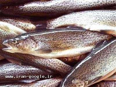 آب وساختمان-خرید وفروش ماهی قزل آلا درآذربایجان غربی