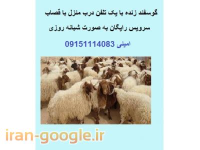 خرید و فروش موبایل-فروش گوسفند زنده در مشهد 