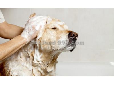 درمان-آرایش سگ و گربه در منزل
