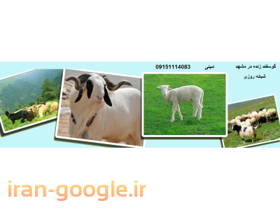 408-فروش گوسفند زنده در مشهد 