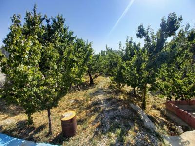 فروش باغ میوه-1000  متر باغ مشجر بسیار زیبا در  شهریار