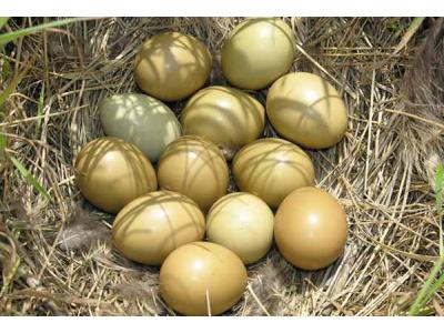 ارومیه-فروش تخم قرقاول