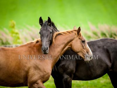 Animal Supply United Arab Emirates-Animal supply Bahrain