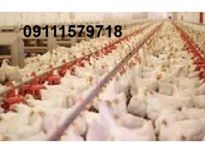 مازندران-فروش مرغداری تخمگذار ، مادری ، گوشتی در ساری 