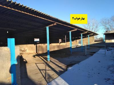 هوایی-فروش گاوداری فعال و مجهز در قزوین