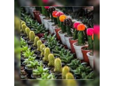 فروش انواع گل و گیاه-پیش فروش غرفه های 18 متری بازار گل و گیاه (عباس آباد)