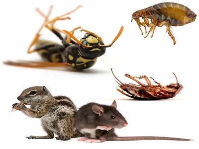 حشرات-سمپاشي موش