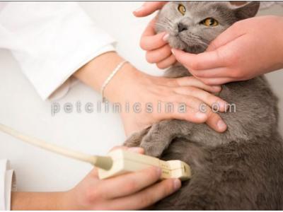 ارائه خدمات دامپزشکی-عقیم سازی حیوانات خانگی