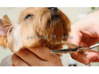 آموزشگاه آرایشگری-آرایش سگ و گربه در منزل