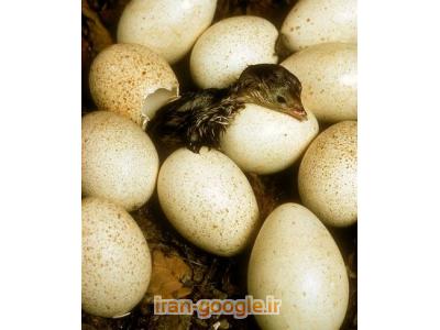 تخم مرغ خوراکی شترمرغ-فروش جوجه بوقلمون وفروش جوجه شترمرغ, پایگاه اطلاع رسانی