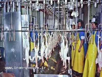 تسهیلات-استخدام فوری در کشتارگاه صنعتی و مجتمع فراوری گوشت طیور