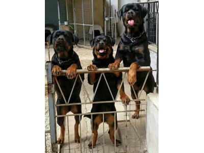 سگ نژاد-سگ روتوایلر_سگ نگهبان اصیل و آموزش دیده برای فروش