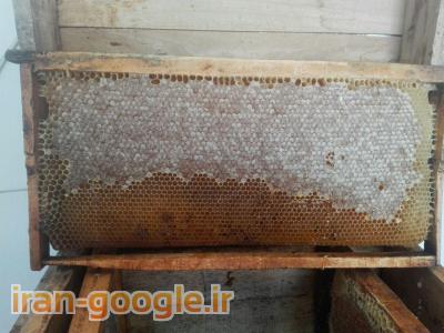 عسل وحشی-عسل درمانی