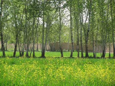 باغ ویلا در شهرک ویلایی شهریار-2050 متر باغ با درختان سر به فلک کشیده در شهریار