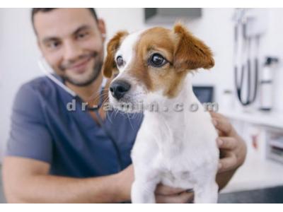 آموزش و تربیت حیوانات خانگی-کلینیک دامپزشکی نیاوران