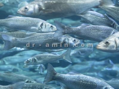 درمان بیماری ها-واکسیناسیون ماهی و آبزیان 