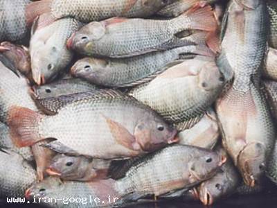 حلال-فروش ماهی تیلاپیا