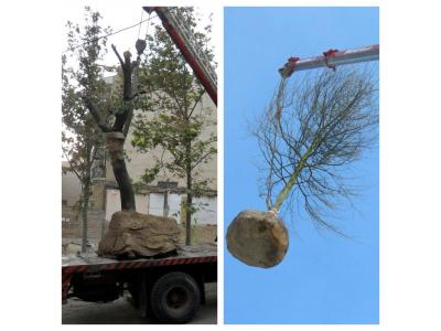تزریق- جابجایی درخت