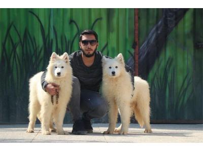 خرید توله سامویید- فروش سگ سامویید ، قیمت توله ساموید 