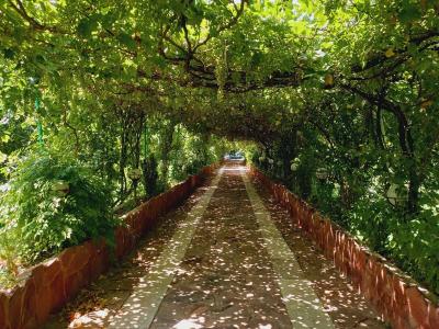 سه فاز-6250 متر باغ ویلا با انواع درختان میوه در شهریار
