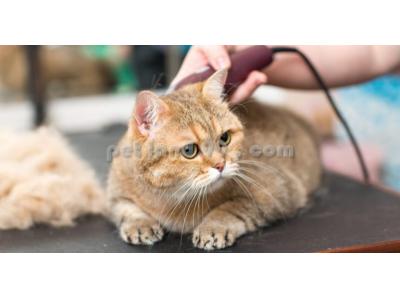 درمان ریزش مو در تهران-آموزش آرایش حیوانات خانگی